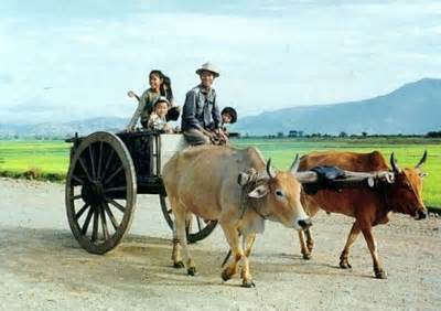 Haft Day Paddy Rice & Cow Cart Tour